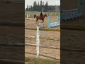 Wait for it! #chestnutmare #horse #equestrianjourney #horseenthusiast #capcut  #quarab