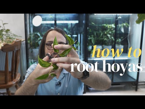 A Guide On How To Root Hoya Cuttings