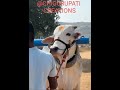 #ongolebulls #pride #viralvideo #naturalvideo #ytshorts #ytshort #yt#viralshorts#viralvideos#jackpot