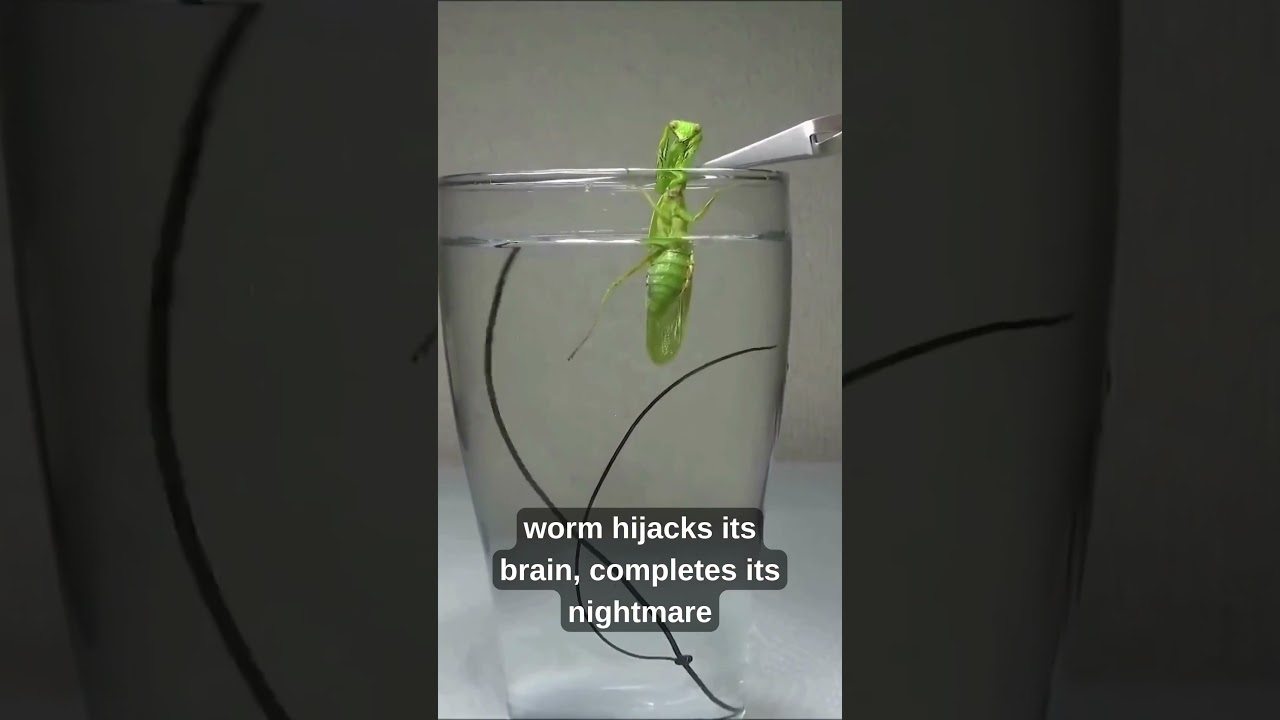 The Zombie Worm Invasion: Nature’s Most Terrifying Puppeteer! 