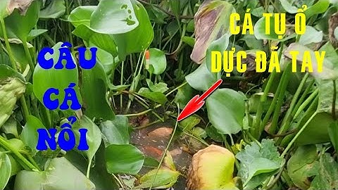 🐟Fishing 259🐟Câu Cá Ngoài Bè Câu Cá Nổi Cá Tụ Ổ Thấy Ham Dực Cá Đã Cái Tay🐟