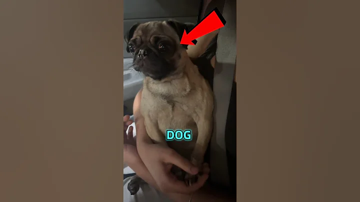 The dog is crying because of Starbucks credits to @geemariee__ on tt #shorts #viral #dogs #Starbucks