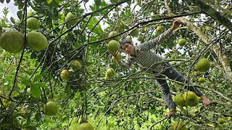 Harvest Grapefruit Garden & Farming Life - Gardening and Animal Care | Solo Survival