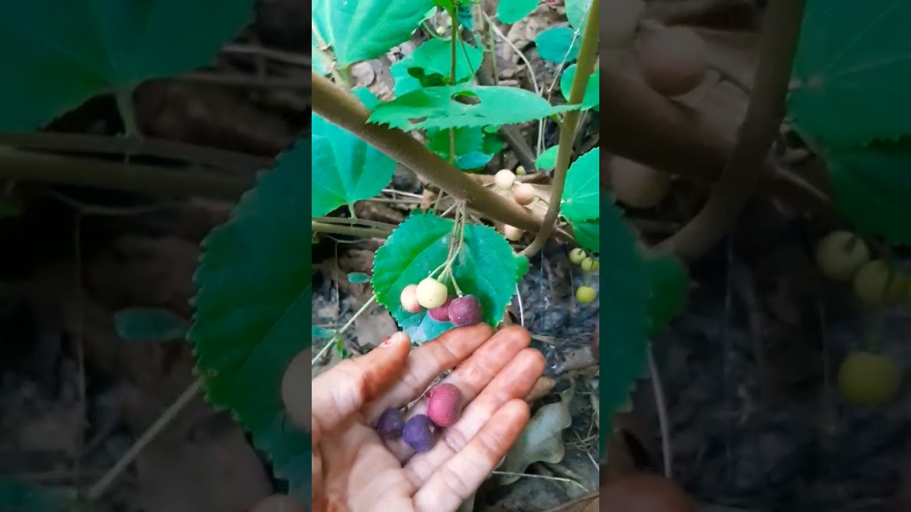 falsa Berry plant .🍒 summer fruit plant.