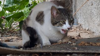 Streunende Katzen verstecken sich unter der Treppe, sie haben Angst und haben Angst vor Menschen