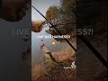 MULTIPLE SPECIES CAUGHT ON EXPERIMENTAL LIVE BAIT HARNESS... 🔥 MUST SEE 🔥 #shorts #fishing #
