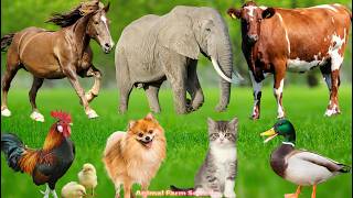 Happy Farm Animals Sheep Dog Pig Cow Buffalo Cat Duck  Animal S