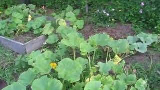 Pumpkin Patch 2011 06