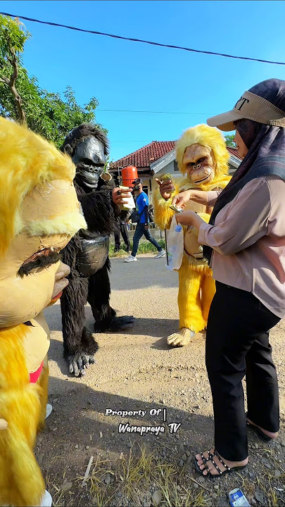 King Kong Antri Saweran #gorilla #monkey #shorts