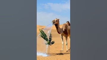 Camel Saves the Apple Plant Just in Time by Watering It 🍎🐪 #ai #camel #appleplant #savenature
