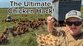 How To Get 300 Chickens For FREE!!!
