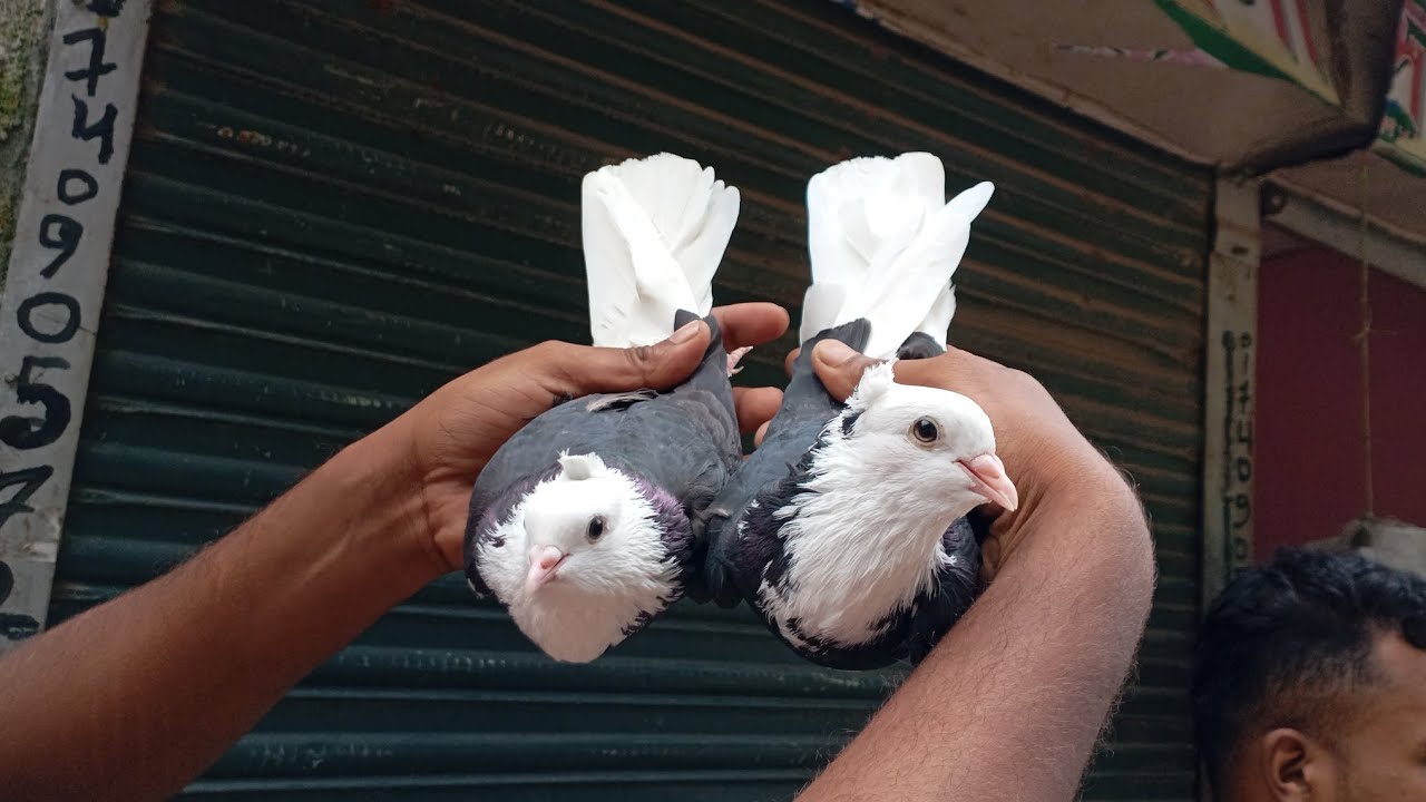 সিরাজদিখান বাজার মাছ,হাঁস,মুরগি কবুতরের হাট প্রতি বুধবার বসে, সাবস্ক্রাইব করে পাশে থাকুন ধন্যবাদ।