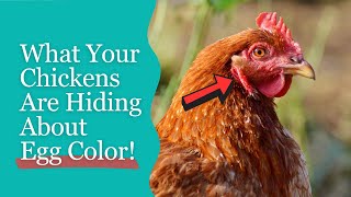 Celebrity Cracking the Mystery of Egg Color Wealth