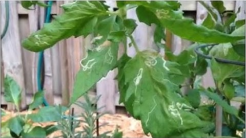 How to Deal with Leaf Miners In Your Garden - Easy Growing Episode #4