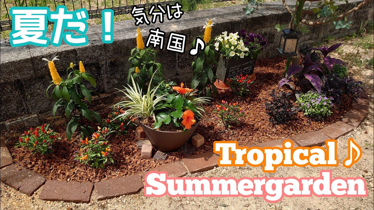 ガーデニングvlog 夏だ 気分は南国 トロピカルな南国風花壇作り ハイビスカス Youtube