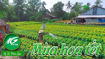 Ký ức miền quê l Mùa hoa tết l THKG