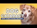 Cataracts in Dogs: Signs, Causes and Natural Solutions