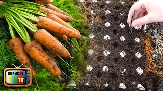 Геніальний спосіб посіву моркви, більше ніякого проріджування та прополювання від посіву до врожаю