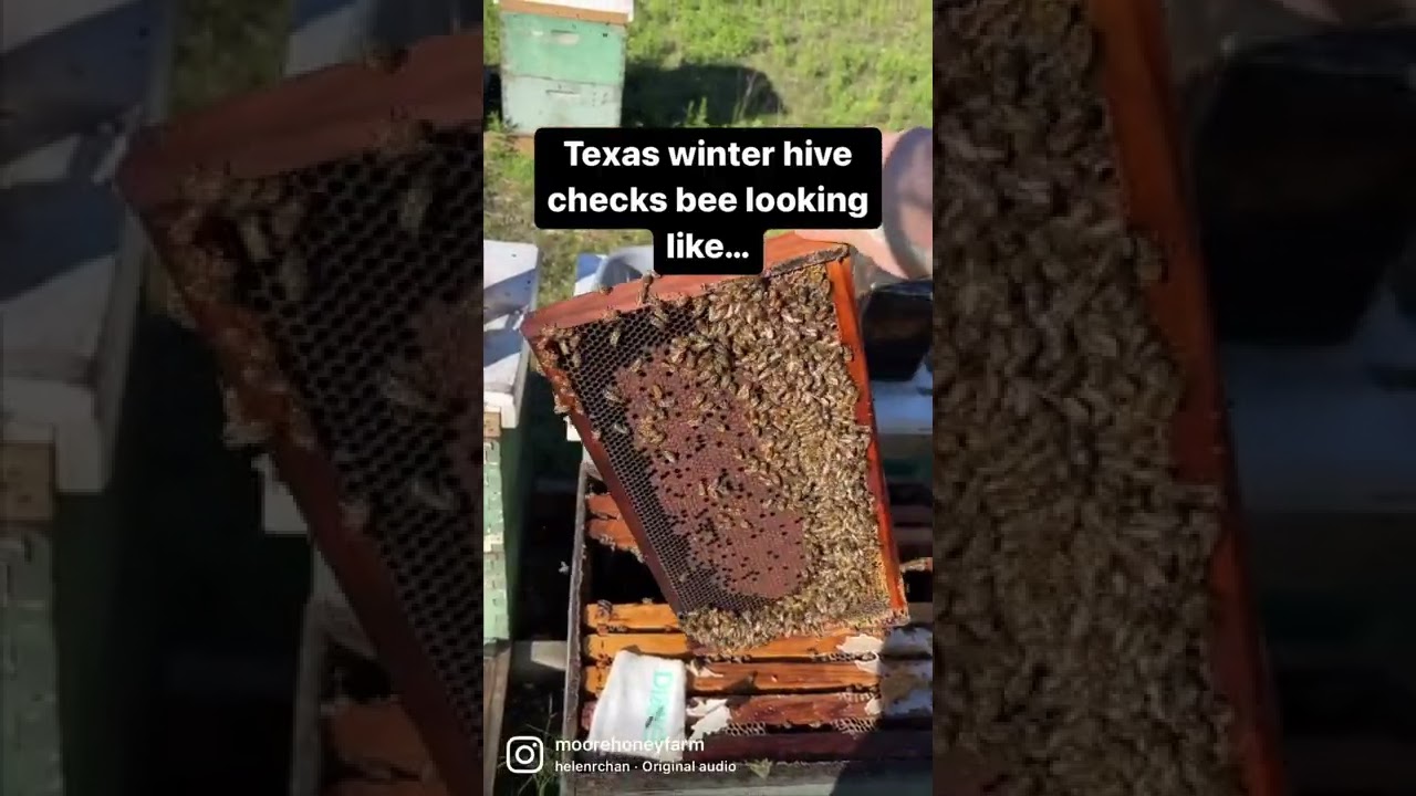 Bees are looking great headed into Texas winter!