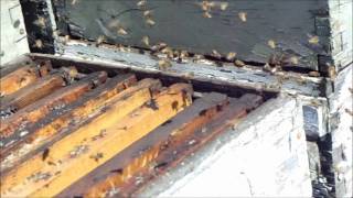 Delk Bees Fury