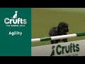Rescue Dog Agility | Crufts 2023