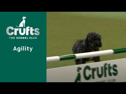 Rescue Dog Agility | Crufts 2023