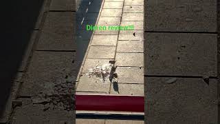 Dieren review!! schattige vogeltjes op trein parron