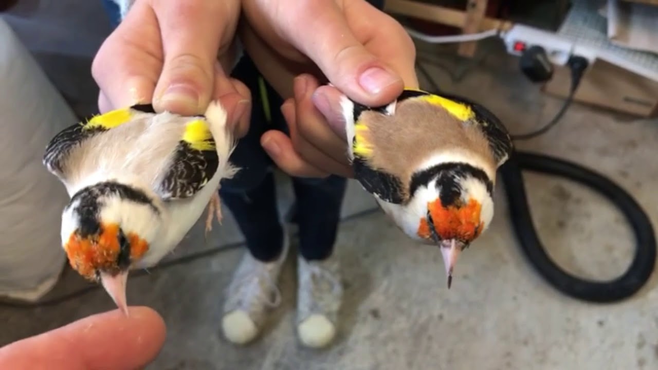 الحسون الطفرة التي أقوم بتربيتهاLES MUTATIONS DANS MON ELEVAGE 2019