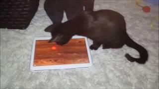 Young Cat Plays Cat App Games on Galaxy Tab screenshot 5
