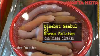 ikan penis ternyata ada