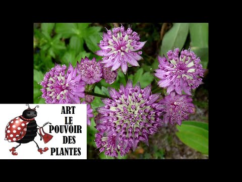 Vidéo: Astrantia : Cultiver des plantes de Masterwort dans votre jardin