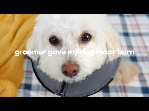 Video: Sådan forebygges og behandles Clipper Burn efter hundpleje eller barbering