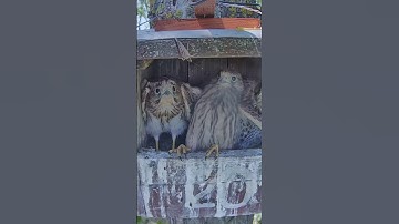 Butterfly Scares Kestrel  #birds #nature #wildlife #nest