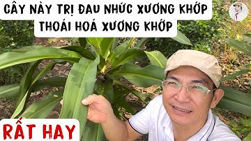 Cây này trị đau nhức xương khớp, thoái hóa cột sống, thoát vị đĩa đệm rất hay. Phan Hải Vlog