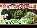 【栽培生活】12月こそプランター栽培！たくさん収穫できるスナップエンドウの苗植え方法！初心者でも簡単！【ベランダ菜園】【シェア畑】