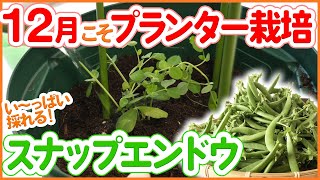 【栽培生活】12月こそプランター栽培！たくさん収穫できるスナップエンドウの苗植え方法！初心者でも簡単！【ベランダ菜園】【シェア畑】