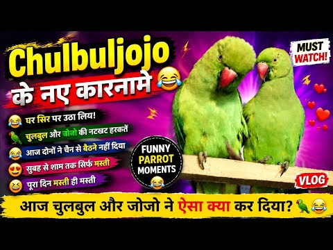 आज दोनों ने घर सिर पर उठा लिया 😱चुलबुल और जोजो की नटखट हरकतें | Must Watch 😂