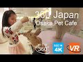 Cute Pet Cafe in Osaka (大阪市), Japan  [360 4K VR]