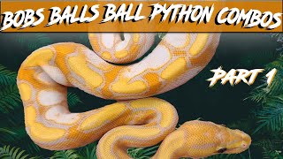Bob's Balls Ball Python Morph Combos Part 1 | Breeder's Spotlight | Jack's Reptiles
