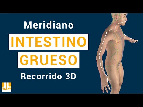 El meridiano del Intestino grueso - Recorrido 3D punto a punto