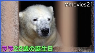 ホッキョクグマ ララ 22歳の誕生日　新しいおもちゃに喜ぶリラ