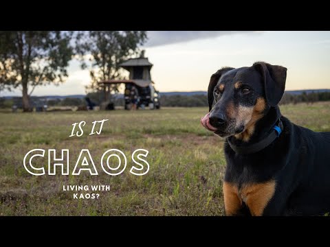 WHAT IT'S REALLY LIKE TO TRAVEL WITH A DOG || Exploring the Mudgee Region || NSW Road Trip