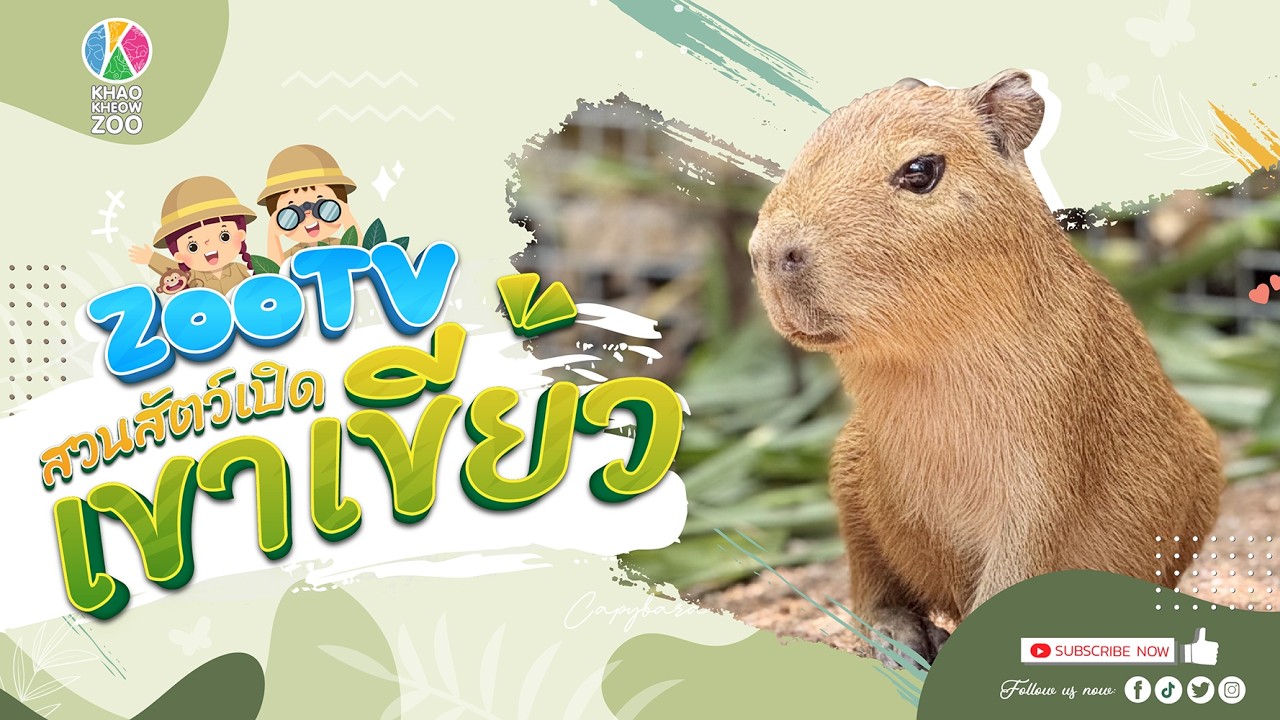 🔴 Live! Capybara | 6-3-2026 , 09:00 | Zoo TV สวนสัตว์เปิดเขาเขียว