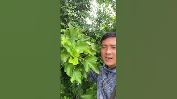 Cây Dầu mè chữa các bệnh ngoài da. Bỏng rồi mụn nhọt#covenduongvlogs #caycanh #câythuốcquý #câythuoc