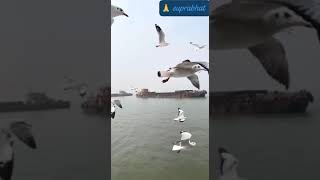Fantabolous! Birds were performed by his masters.
