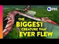 Pterosaur Flight Quiz