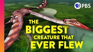 How Did Giant Pterosaurs Fly