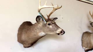 6 point deer head mount | For Sale | Online Auction