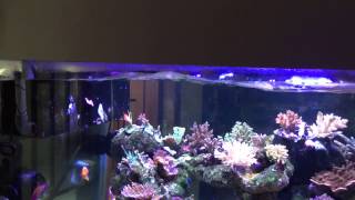 Jebao wp 40 wave maker