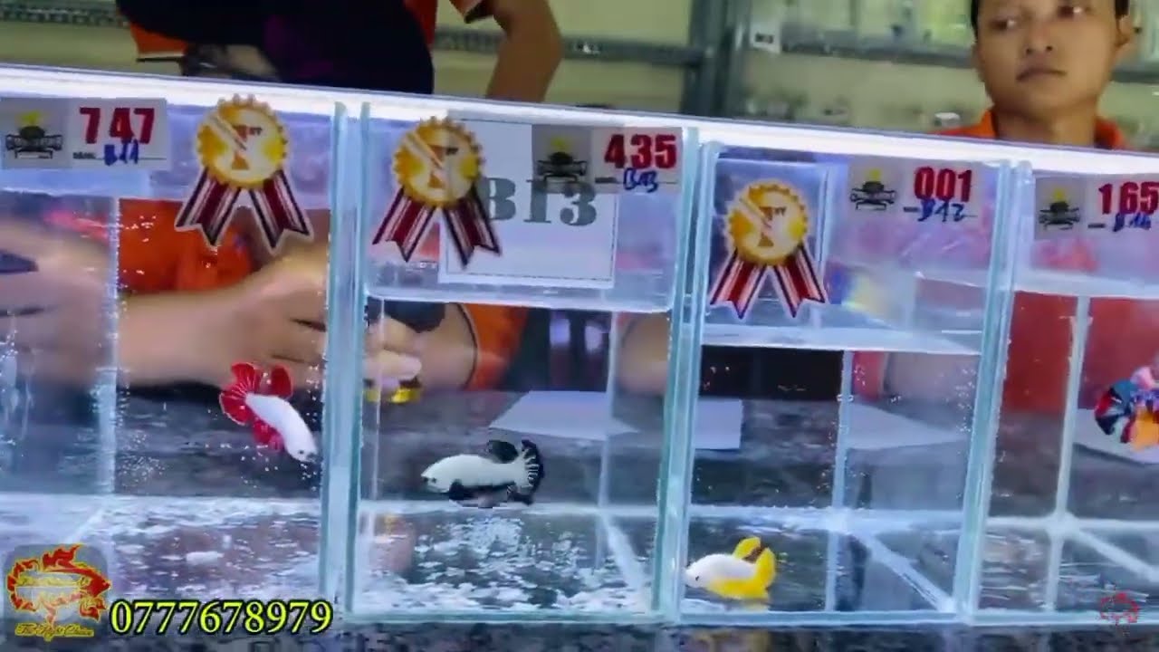 Những Chú Cá Betta Đạt Giải Ở Show  Betta Bình Dương 2022